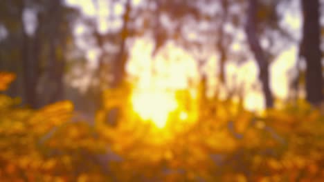 autumn impressions - intentionally completely defocused video showing an autumnal scenery at sunset - seamless loop - prores