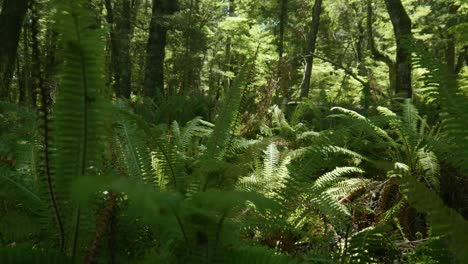 forest magic: ferns grace the woodland floor in enchanting stock footage