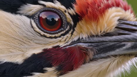 close-up of a woodpecker's eye