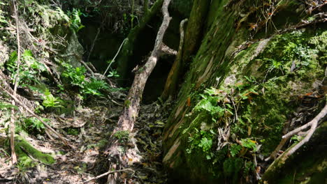 Slow-dolly-forward-shot-on-dense-mystic-forest-during-sunny-day---New-Zealand