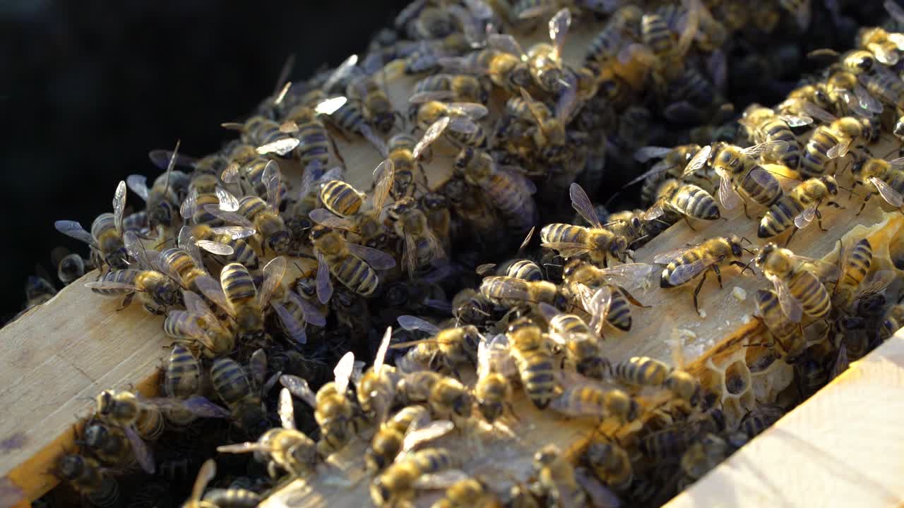 Many honey bees crawling on the top of frames with bees in the sun. Busy bees amassed and swarming together on surface. Apiary concept