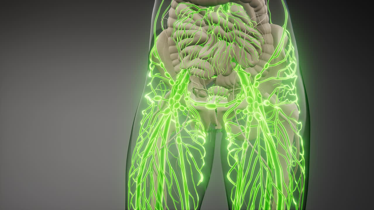 vasos sanguíneos del cuerpo humano