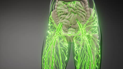 vasos sanguíneos del cuerpo humano