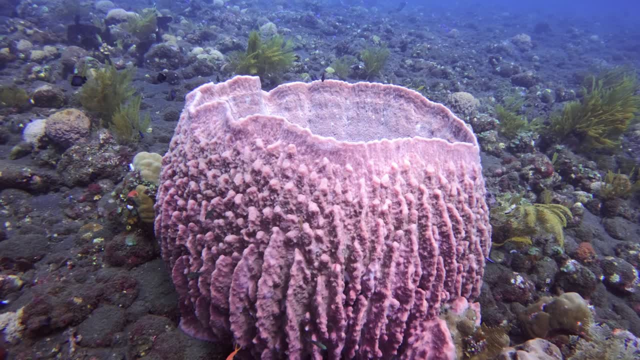 Vibrant pink sea sponge surrounded by tropical fish on an Indonesian coral reef
