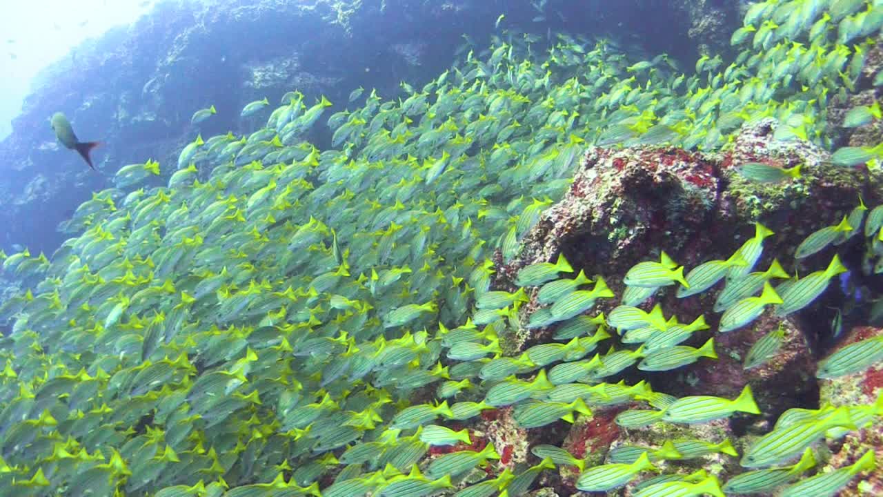 huge school of bluestripe snappers in a rocky underwater landscape swimming right to left, wide angle shot
