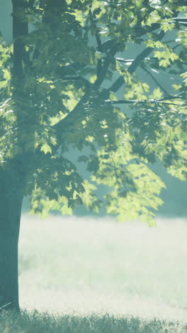serenity of a sunlit grove with vibrant leaves swaying gently in the breeze