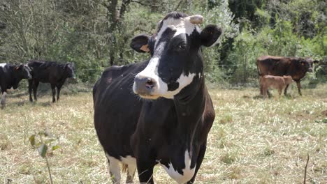 black and white cow in a field