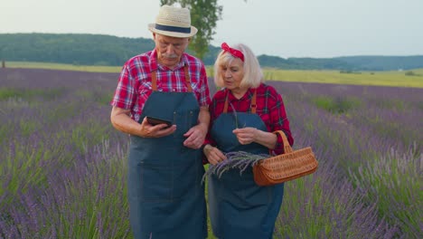 Ältere-Landwirte-Großvater-Großmutter-In-Feld-Wächst-Lavendel-Untersuchen-Ernte-Auf-Digital-Tablette