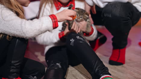 happy girls playing with a kitten. children wearing christmas clothes holding little gray cat. cute kitty as a present for kids at christmas.