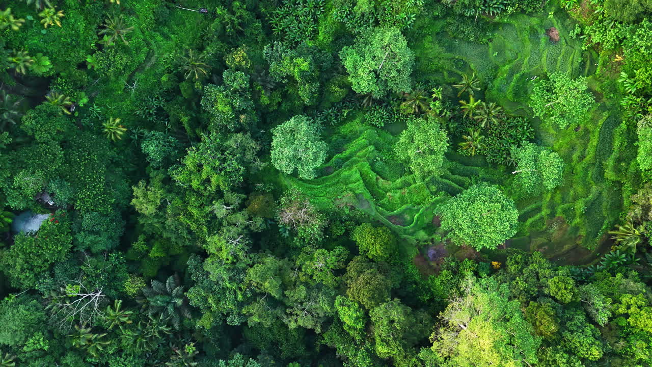Lush green rice terraces in Lombok, Indonesia, aerial view, vibrant nature