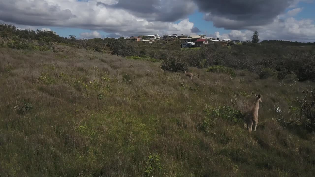 canguros grises del este saltando en prados verdes de mírame ahora cabecera, reserva de playa moonee en australia