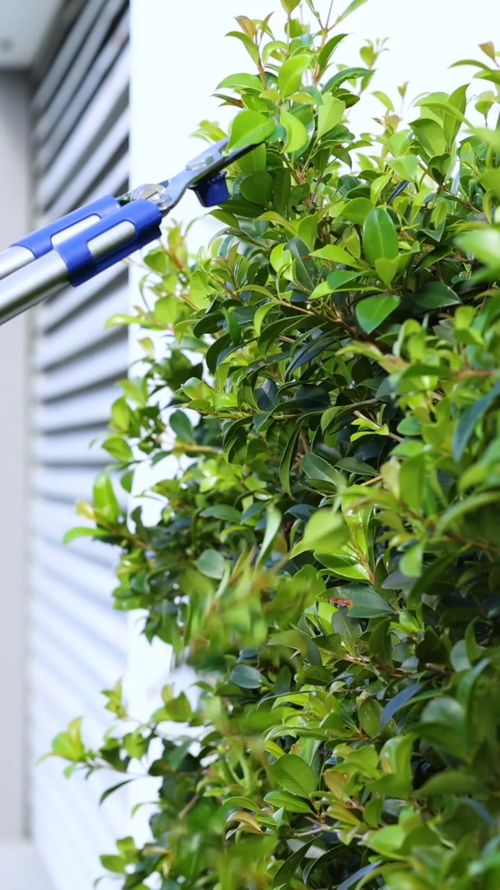A gardener uses secateurs to trim lush green bushes in a bright outdoor setting, enhancing the garden's neatness