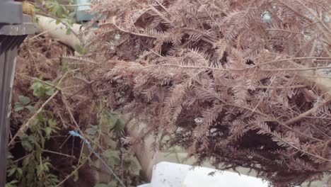 woman moving dead christmas tree for collection and recycling