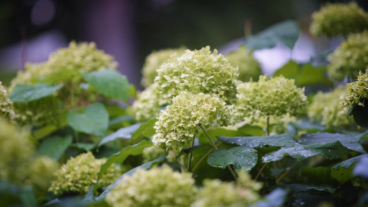 White hydrangea blooming in the garden