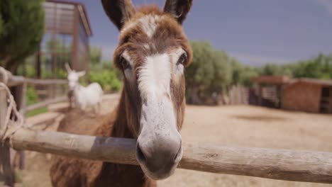 un burro en primer plano en una granja soleada, mirando con curiosidad a la cámara, con otro burro en el fondo