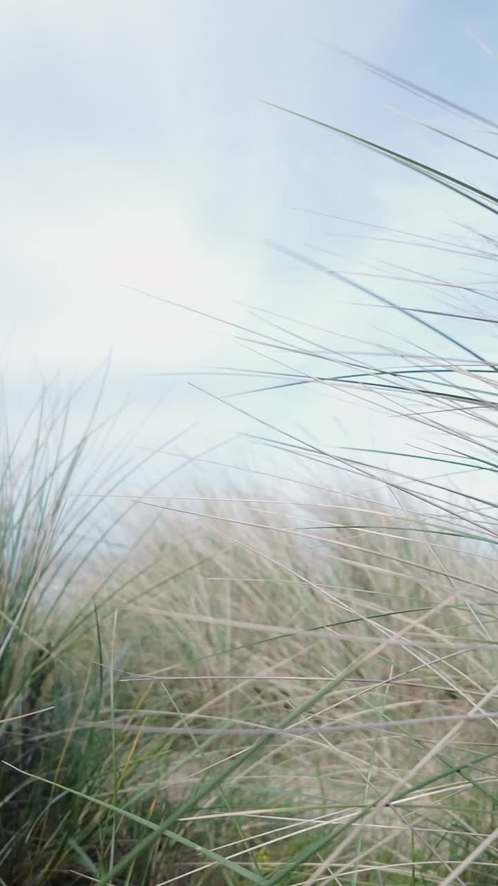 Sand Dune grasses tremble with seaside breeze VERTICAL shot