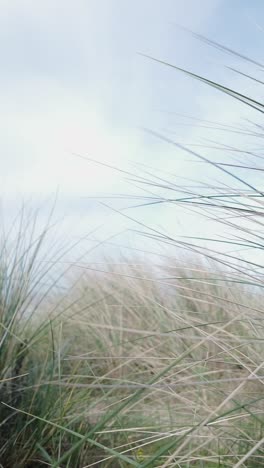 sand dune grasses tremble with seaside breeze vertical shot