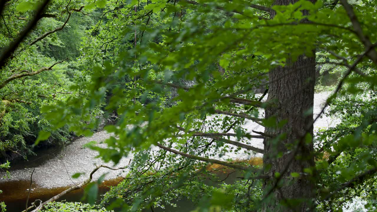 POV zipline glides above green forest and river, natural daylight, smooth forward camera movement