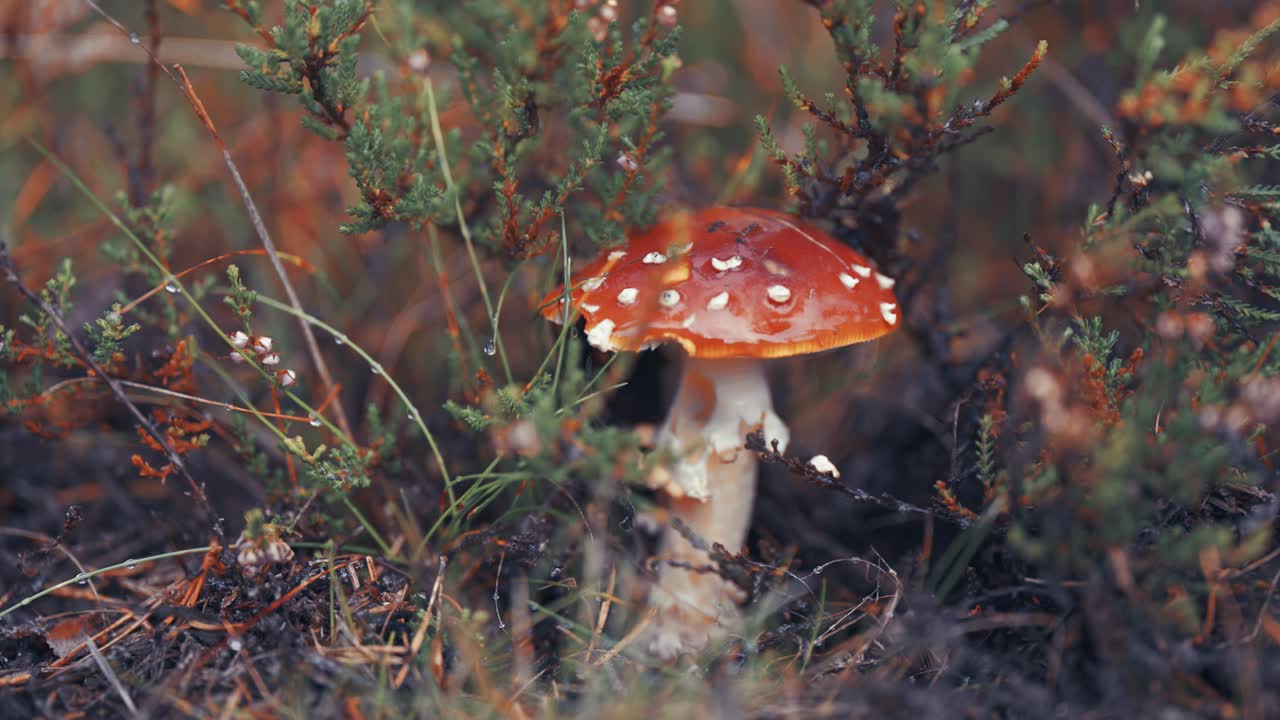 A close-up shot of the red-speckled mushroom surrounded by withering heather plants and decaying grass