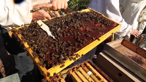 Beekeepers-using-smoker-in-apiary