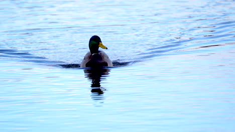 a lone duck swimming on a river