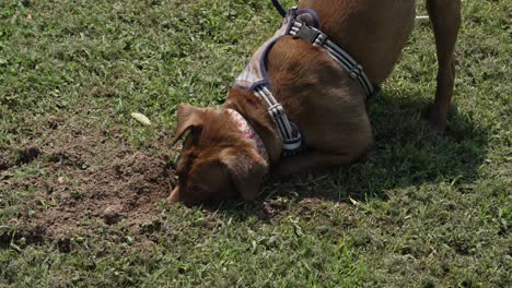 brown dog digging a hole in the ground tight