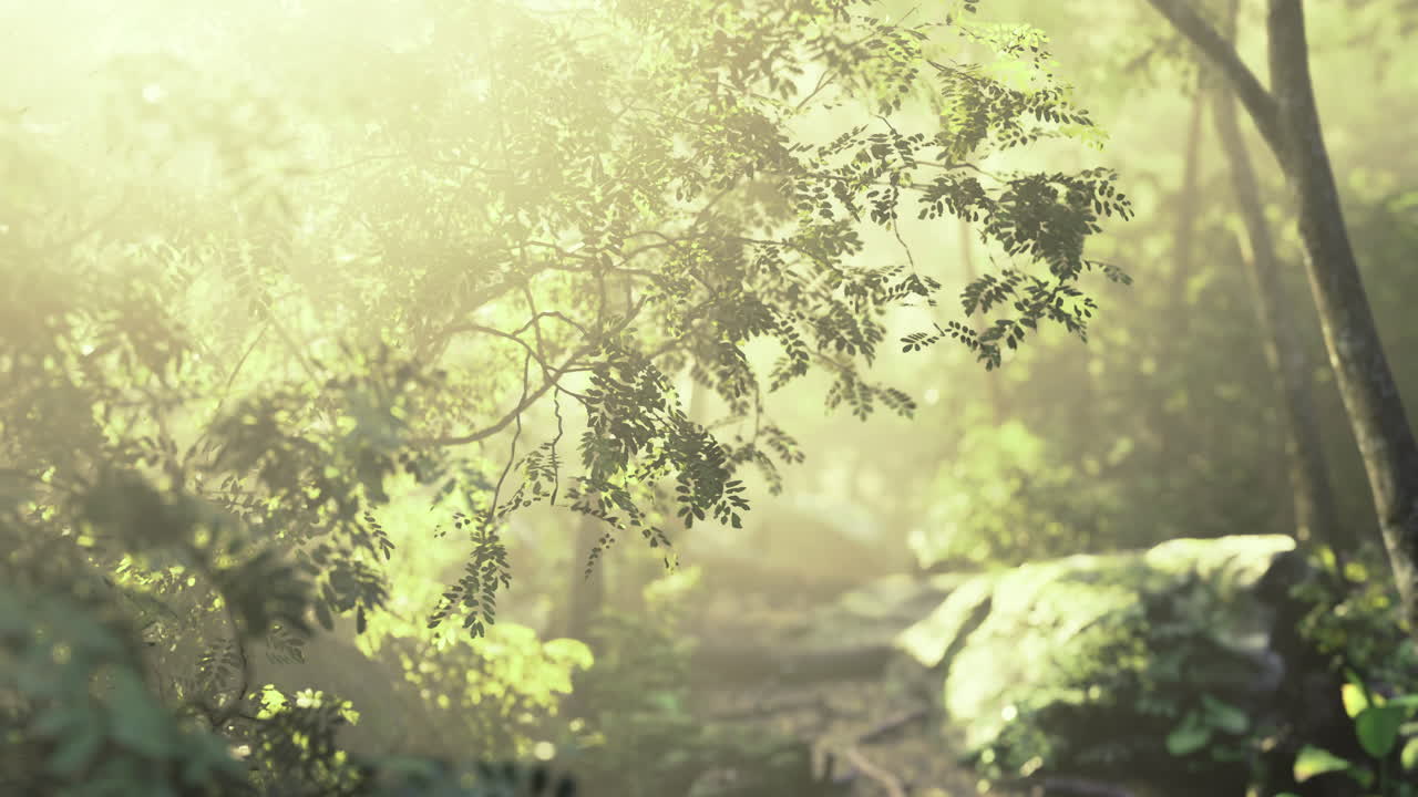 Misty forest in early morning light with lush green foliage and rocks