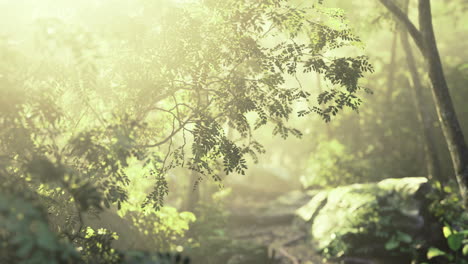 misty forest in early morning light with lush green foliage and rocks