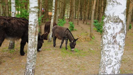 Wild-Donkeys-In-Countryside-Field,-Grazing-In-Grass---slow-motion