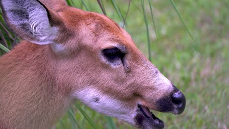 slow motion profile shot of a marsh deer chewing grass against blurry background