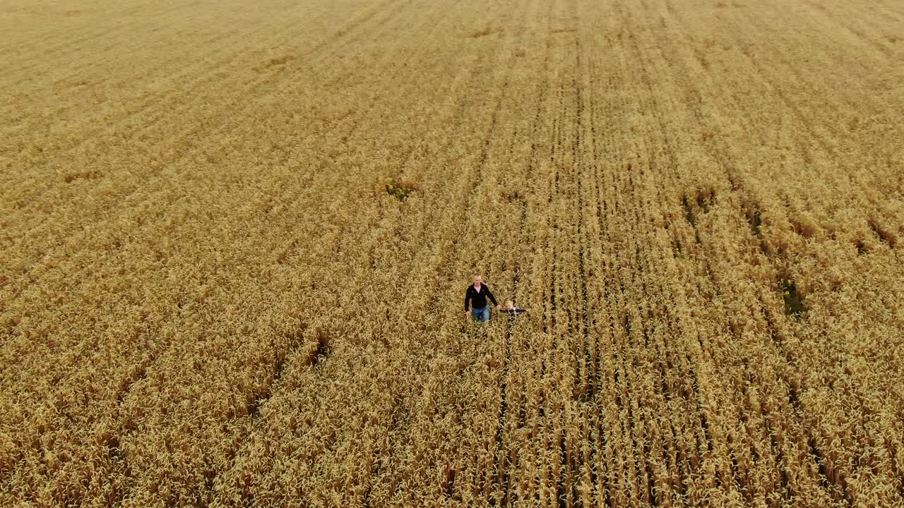 padre e hijo están caminando a lo largo del interminable campo de trigo, vista aérea. unidad de padre e hijo, paternidad feliz. movimiento circular de la cámara, vista desde el helicóptero.