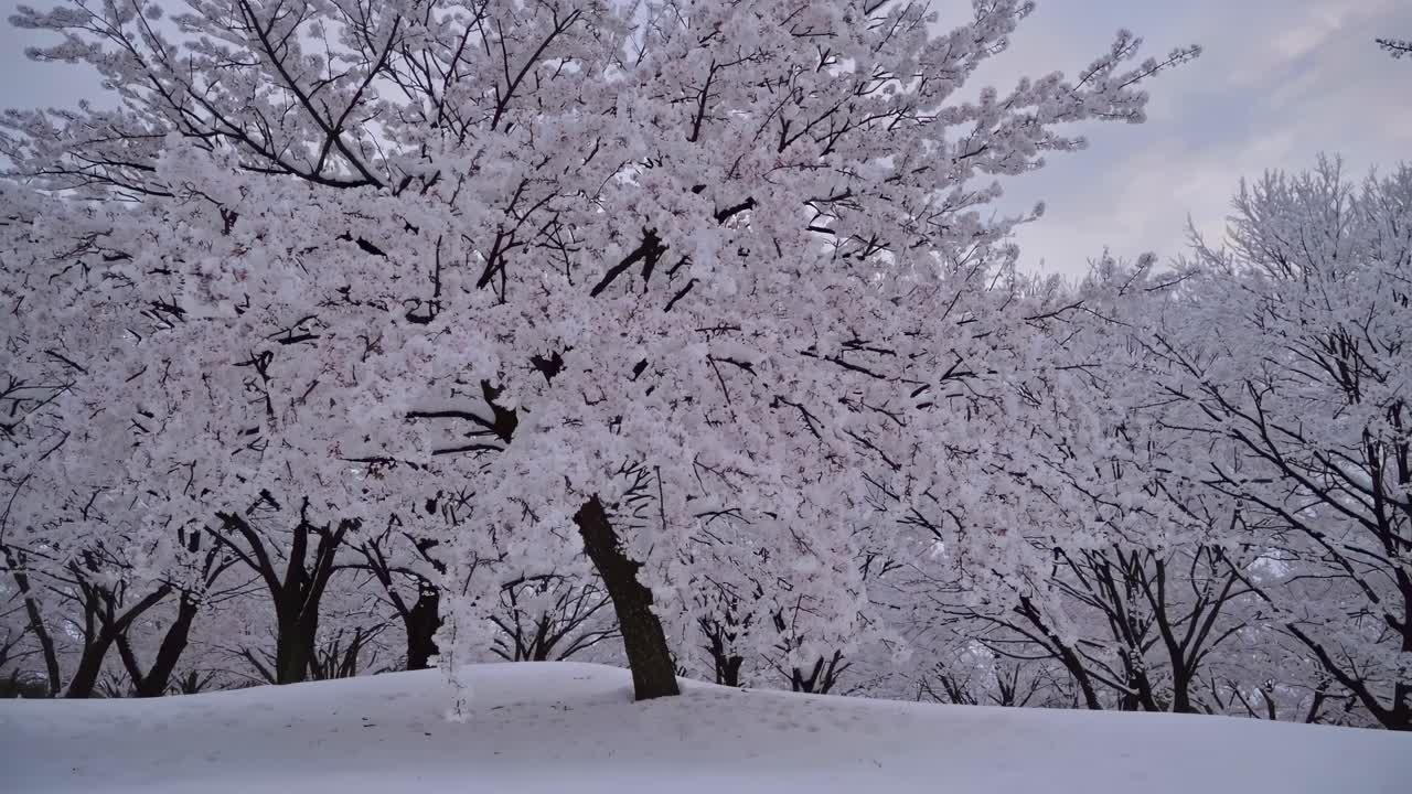 Serene winter landscape video with a low-angle view of snow-covered trees, capturing the peaceful