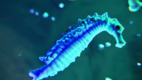 glowing iridescent seahorse creatures in abstract underwater settings