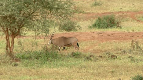 oryx de áfrica oriental caminando sobre los pastizales en el parque nacional de tsavo west en kenia
