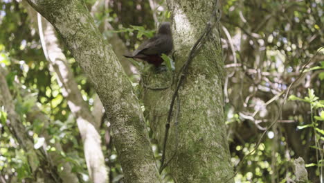 pájaro del bosque kaka trepando a un árbol en nueva zelanda