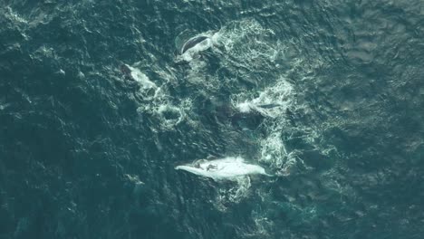 humpback whale watching off sydney coastline