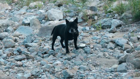 black dog standing on a rocky terrain, surrounded by stones and sparse vegetation