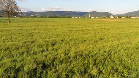 Flying-over-moving-wheat-field-in-Heidelberg-Germany-with-cumulus-clouds-in-the-sky