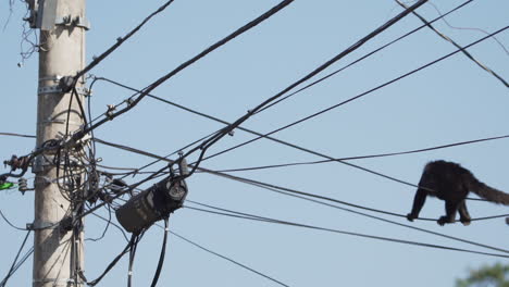 el mono se balancea en los cables eléctricos mientras se mueve hacia un poste de iluminación lleno de cables