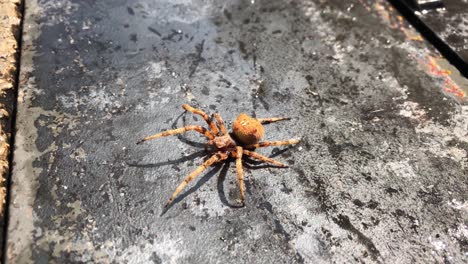 Araña-Mojada-Tratando-De-Moverse-Sobre-Un-Piso-De-Concreto