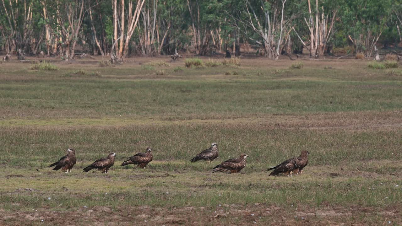 아침 햇살 아래 날개를 말리는 잔디 위의 무리, 검은 귀 연 milvus lineatus pak pli, nakhon nayok, 태국