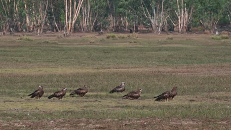 a flock on the grass drying their wings under the morning sun, black-eared kite milvus lineatus pak pli, nakhon nayok, thailand