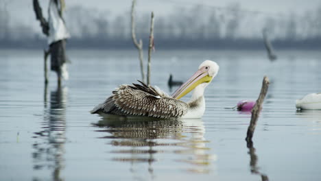 young great white pelican cleaning preening feathers lake kerkini