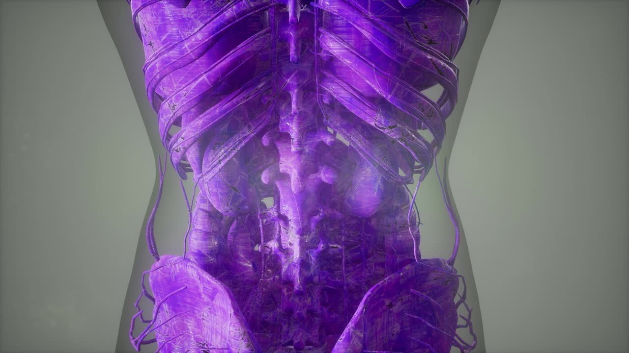 vista de cerca completa del sistema esquelético con cuerpo transparente