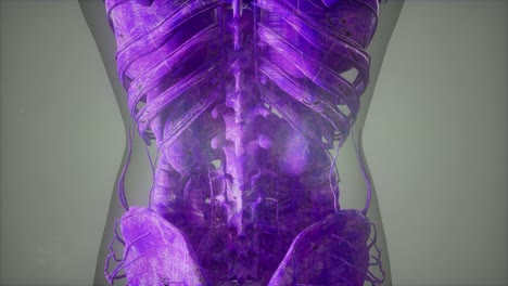 complete close-up view of the skeletal system with transparent body