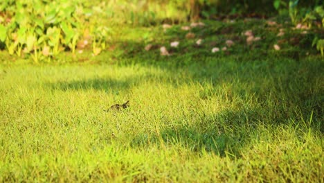 Single-White-Breasted-Waterhen-Walking-Through-Green-Grass-Searching-For-Food