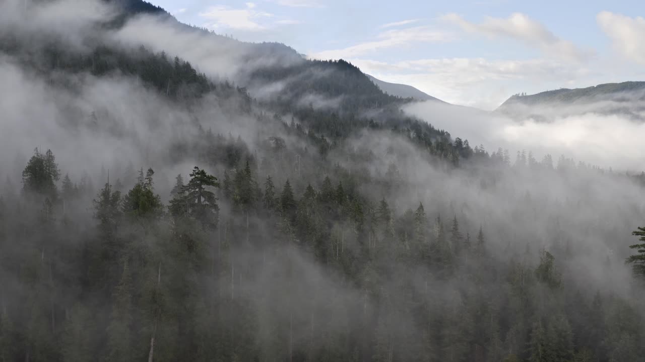 저지대 안개가 있는 브리티시 컬럼비아의 오래된 성장 숲