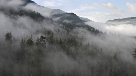 old growth forest in british columbia with low-lying fog