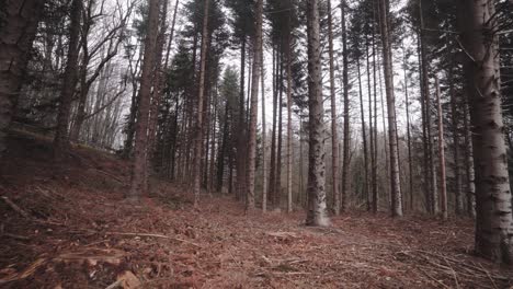 industria maderera árboles deforestados en el montseny