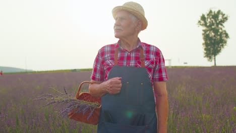 senior farmer man turning face to camera and smiling in lavender field meadow flower herb garden